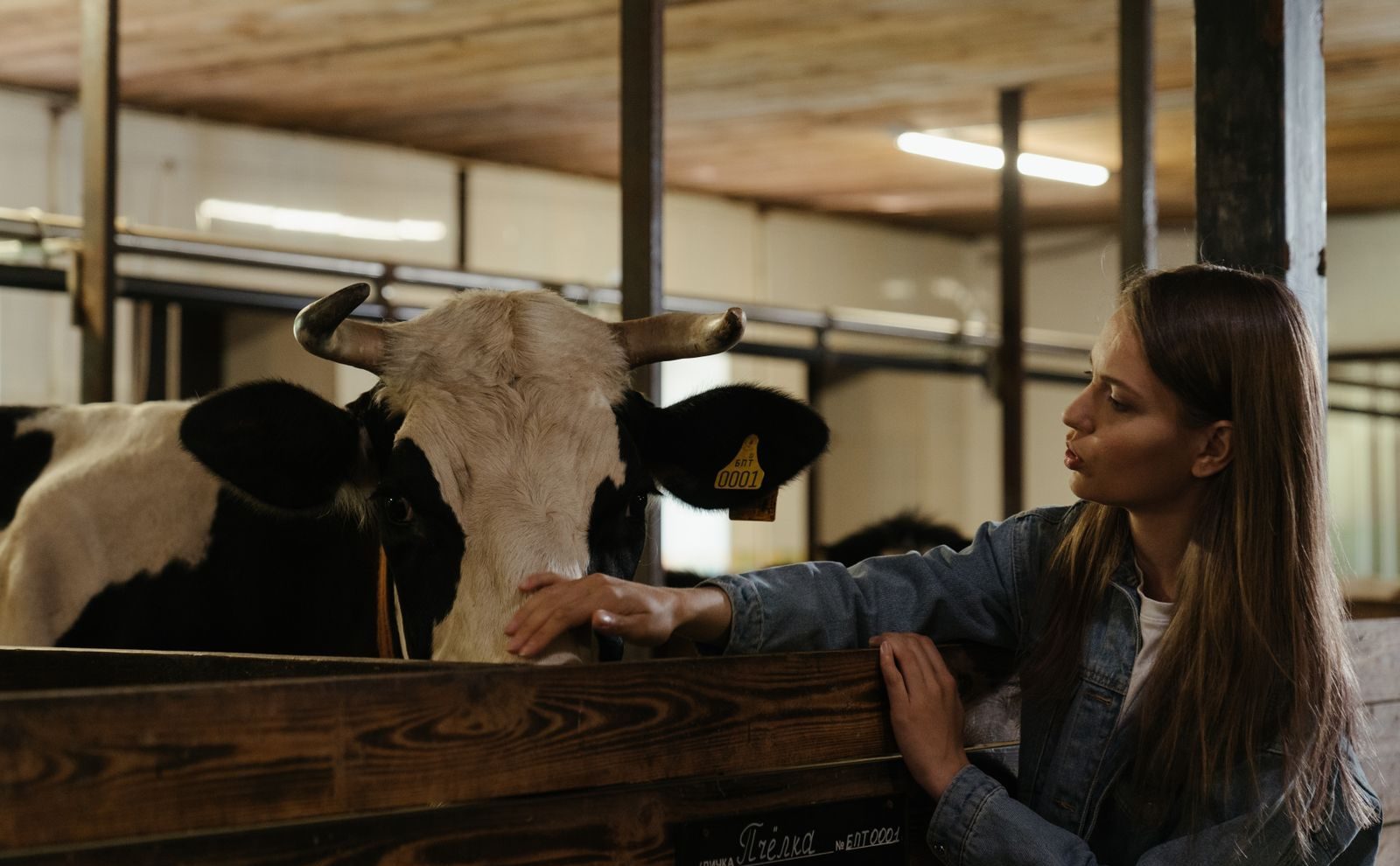 Dyrlæge udfører veterinær kontrol i fødevareproduktion